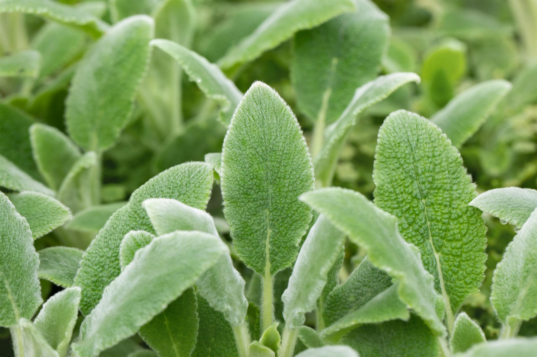 Stachys byzantina 'Silver Carpet' (Matten-Woll-Ziest)
