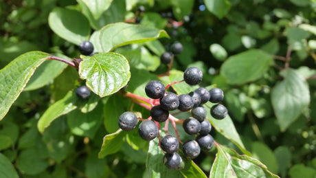 Cornus sanguinea VkG 4; mit Früchten/Fruchtbehang; vielseitig einsetzbar; Einsatzmöglichkeit z.B. : Vogelnährgehölz;;Pflanzen vom Profi
