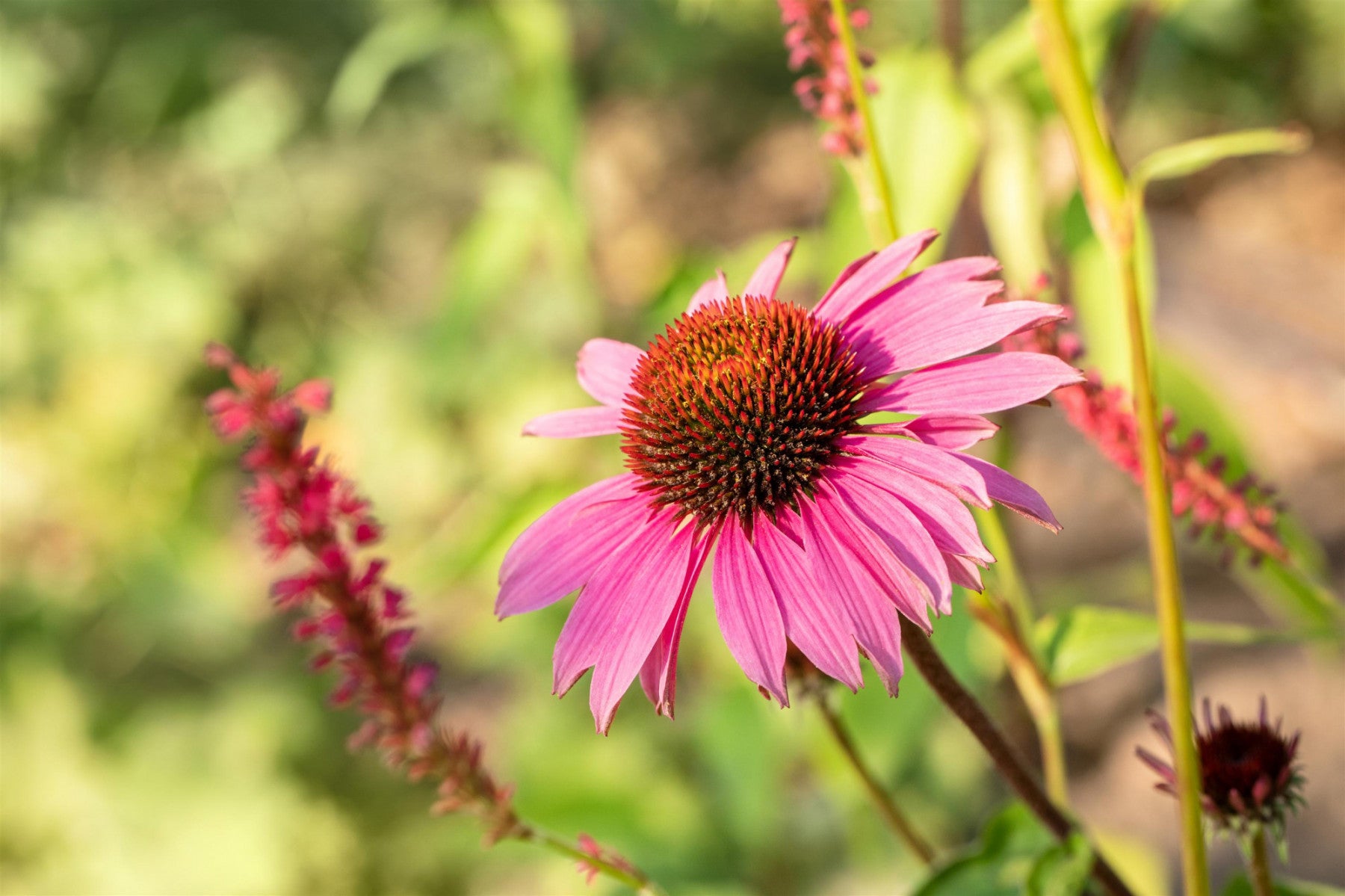 Echinacea purpurea 'Magnus' (Garten-Scheinsonnenhut)