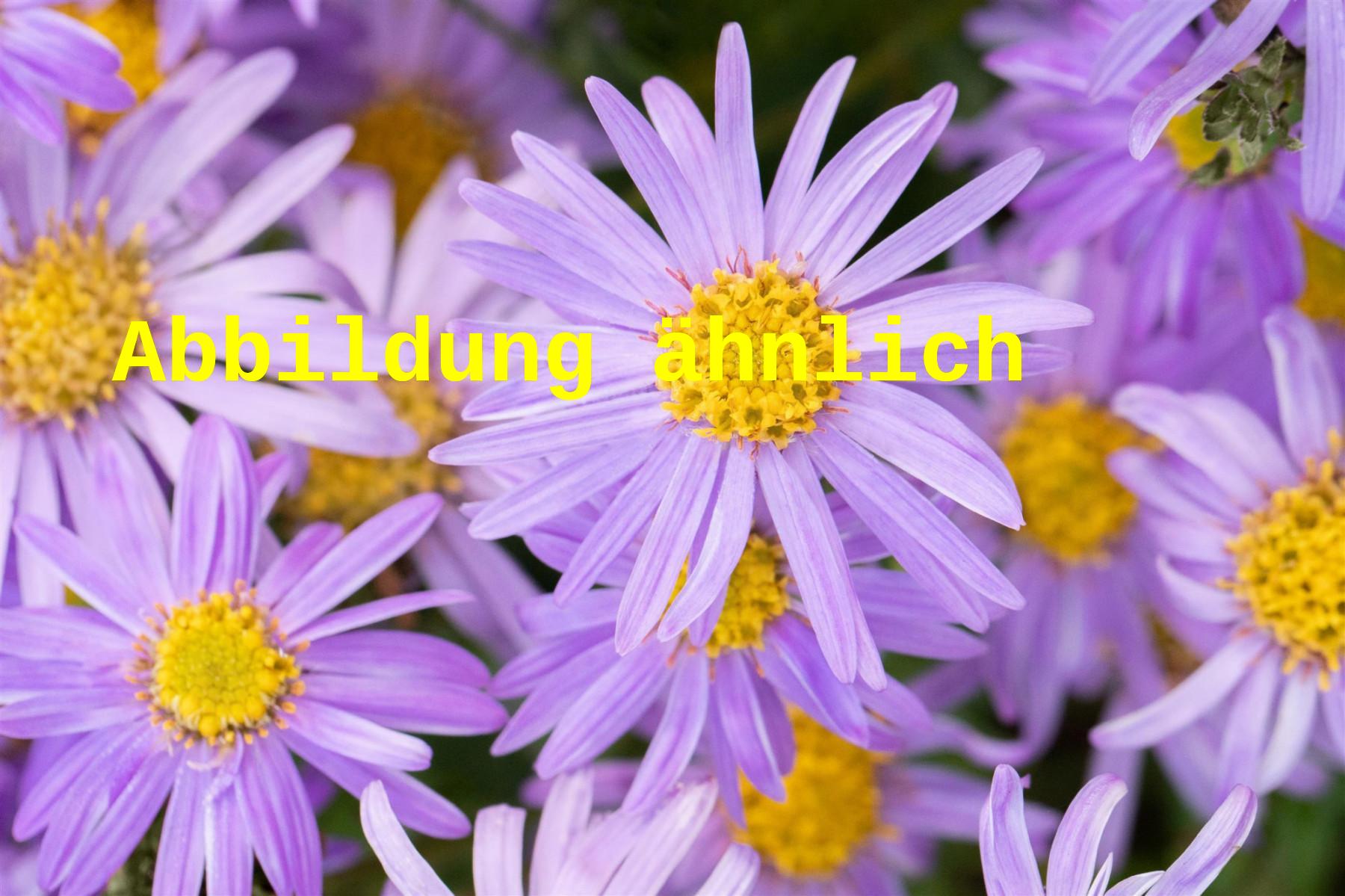 Aster amellus (Sommer-Aster)