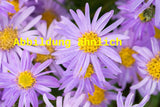 Genaues Foto für Aster amellus folgt; dieses ähnliche Bild dient der Illustration von Sommer-Aster
