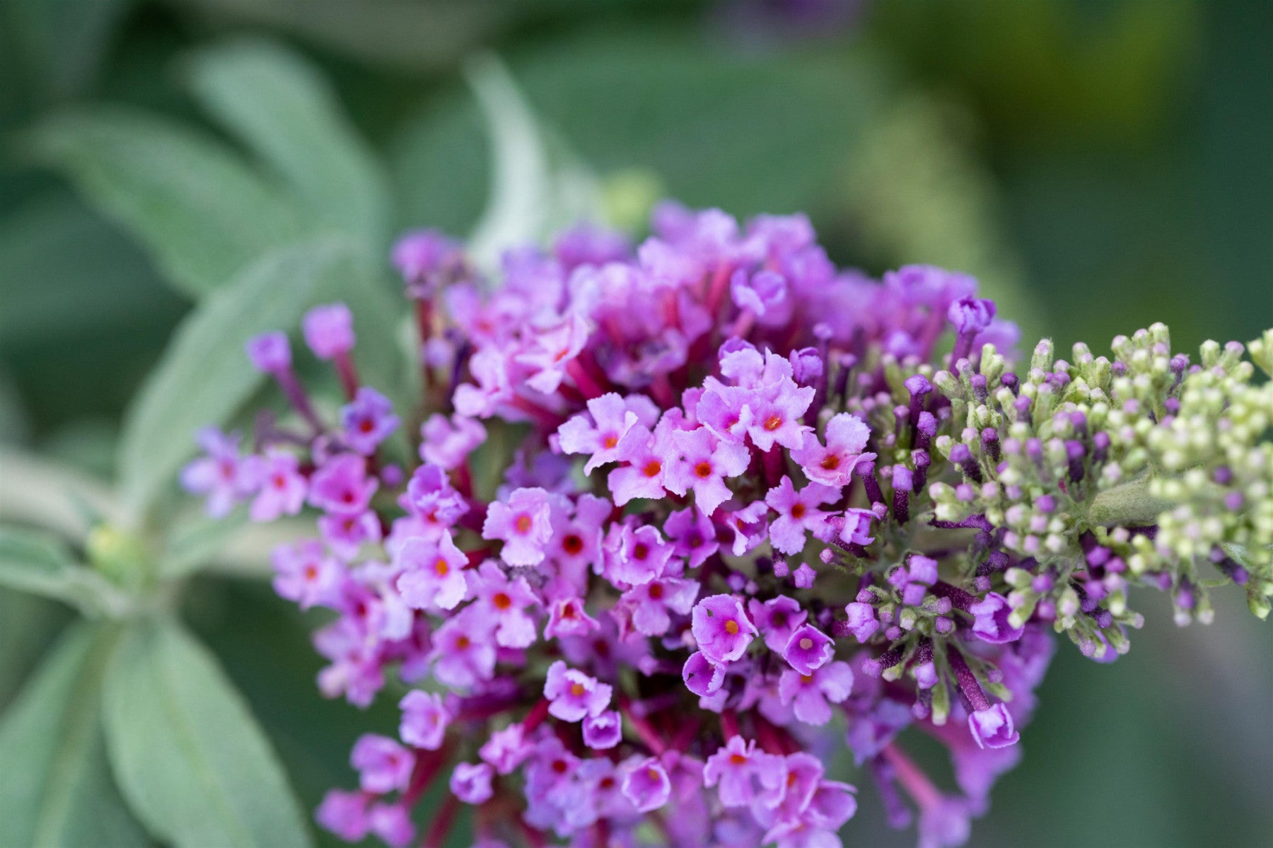 Buddleja 'Buzz Violet' (Sommerflieder 'Buzz Violet' -R-)