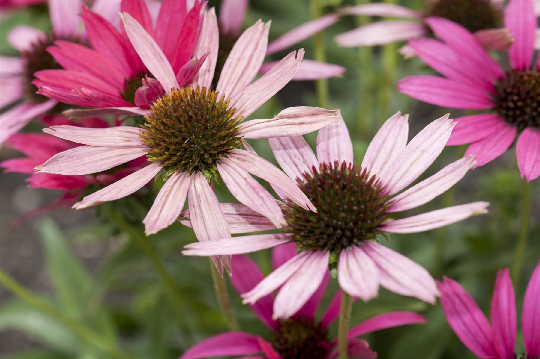 Echinacea purpurea (Purpursonnenhut)