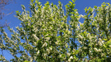 Prunus padus VkG 1; hier mit Sommerbelaubung; bienenfreundlich; Einsatzmöglichkeit z.B. : Vogelnährgehölz;;mit zeitnaher Lieferung