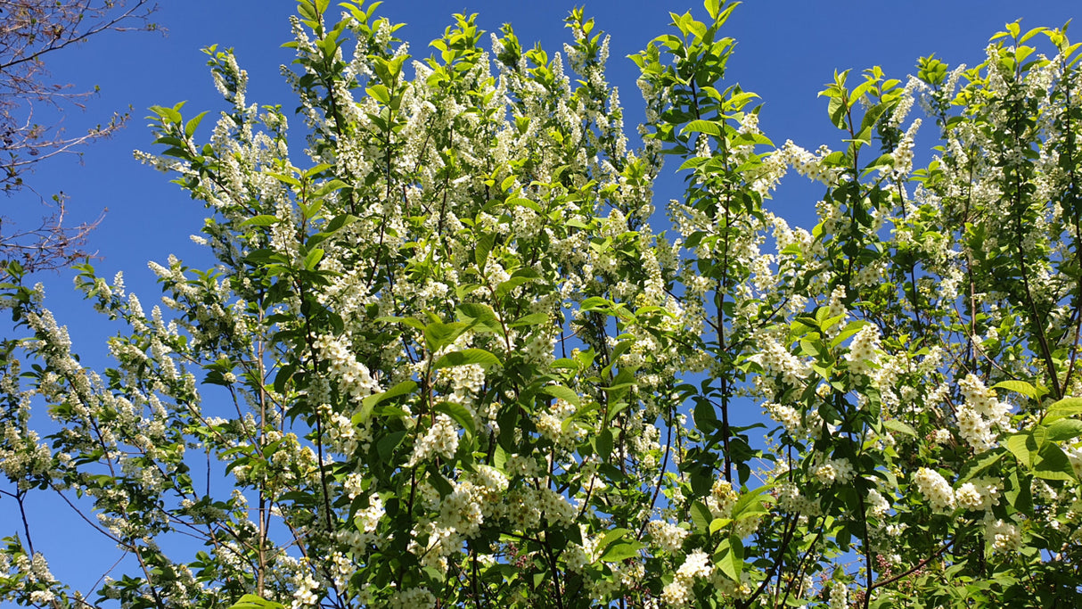 Prunus padus VkG 4; hier mit Sommerbelaubung; bienenfreundlich; Einsatzmöglichkeit z.B. : Vogelnährgehölz;;mit zeitnaher Lieferung