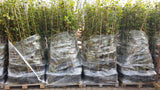 Hornbeam; vorbereitet für Versand; winterhart; Einsatzmöglichkeit z.B. : Hecke;;günstig mit Qualität