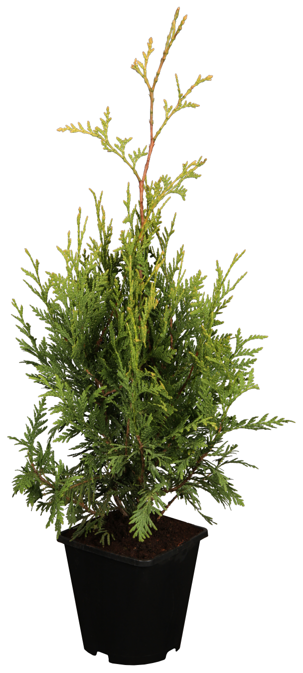 Western Red Cedar 'Aurescens'; hier im Topf; bietet Vögeln Nistplatz; Einsatzmöglichkeit z.B. : Sichtschutz;;günstig mit Qualität
