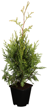 Western Red Cedar 'Aurescens'; hier im Topf; bietet Vögeln Nistplatz; Einsatzmöglichkeit z.B. : Sichtschutz;;günstig mit Qualität