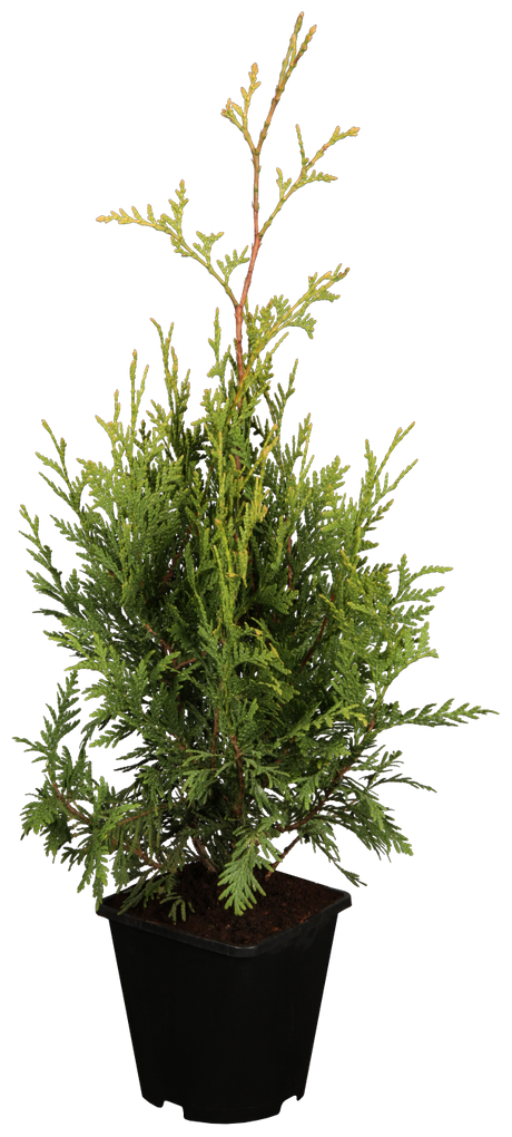 Western Red Cedar 'Aurescens'; hier im Topf; bietet Vögeln Nistplatz; Einsatzmöglichkeit z.B. : Sichtschutz;;günstig mit Qualität