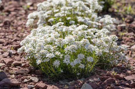 Immergrüne Schleifenblume; als Pflanze im Beet; bienenfreundlich; Einsatzmöglichkeit z.B. : Rabatten;;hier kaufen