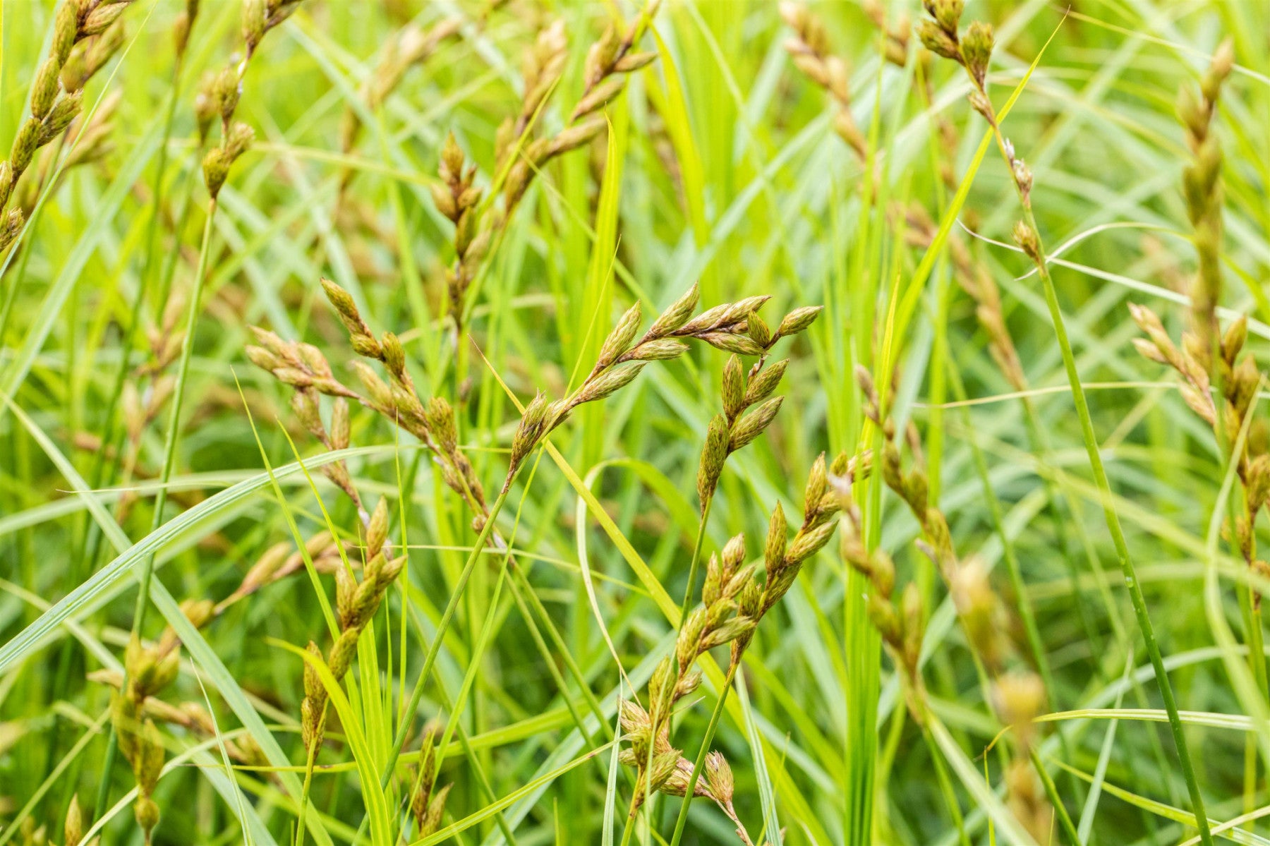 Carex sylvatica (Wald-Segge)