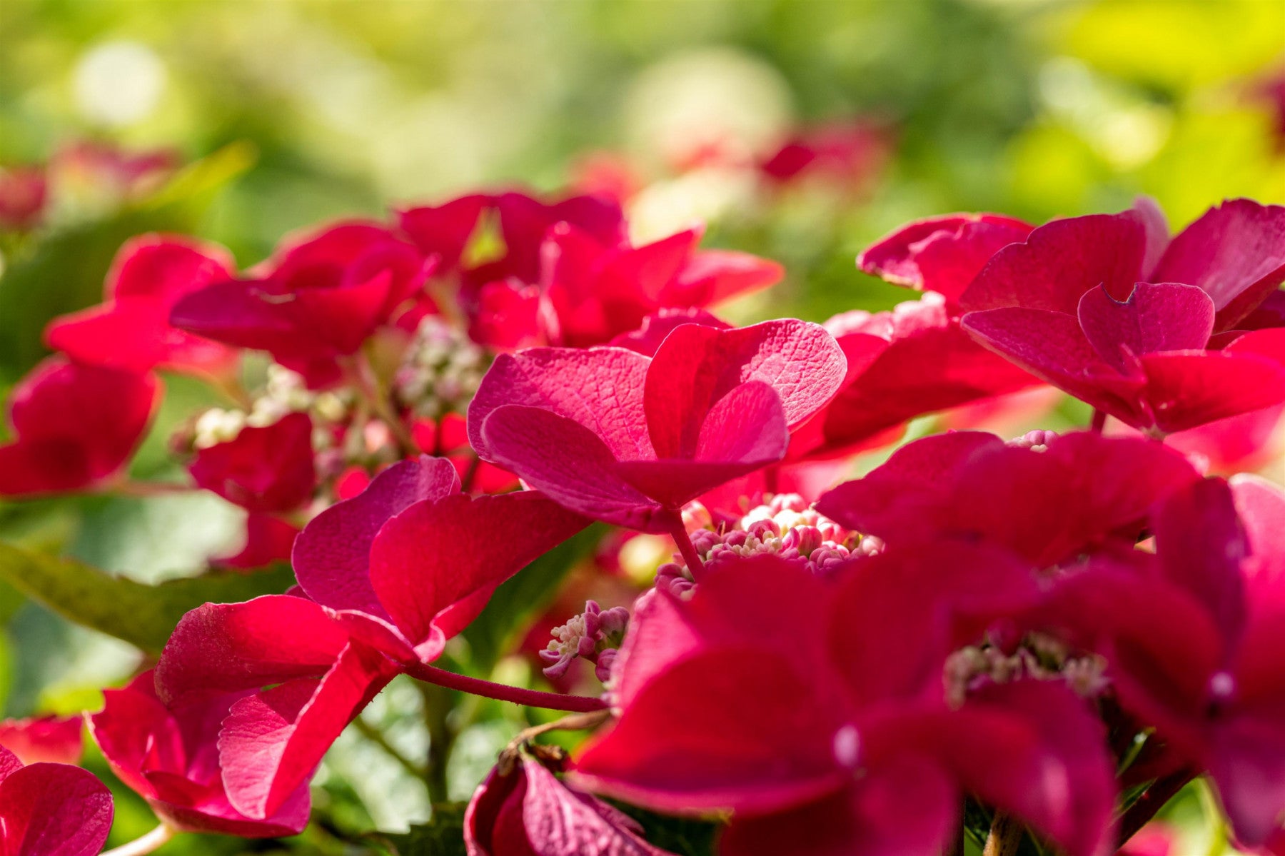 Hydrangea macrophylla 'Teller Red' (Tellerhortensie 'Teller Red')