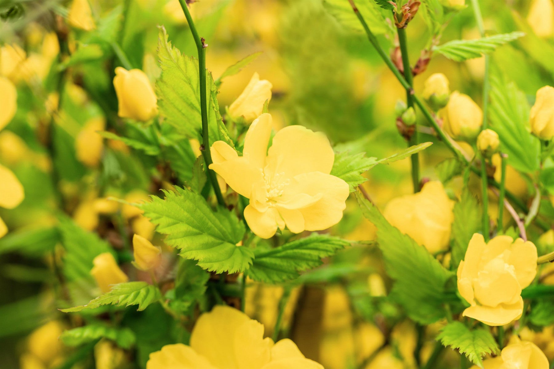 Kerria japonica 'Golden Guinea' (Gelbbunter Ranunkelstrauch 'Golden Guinea')