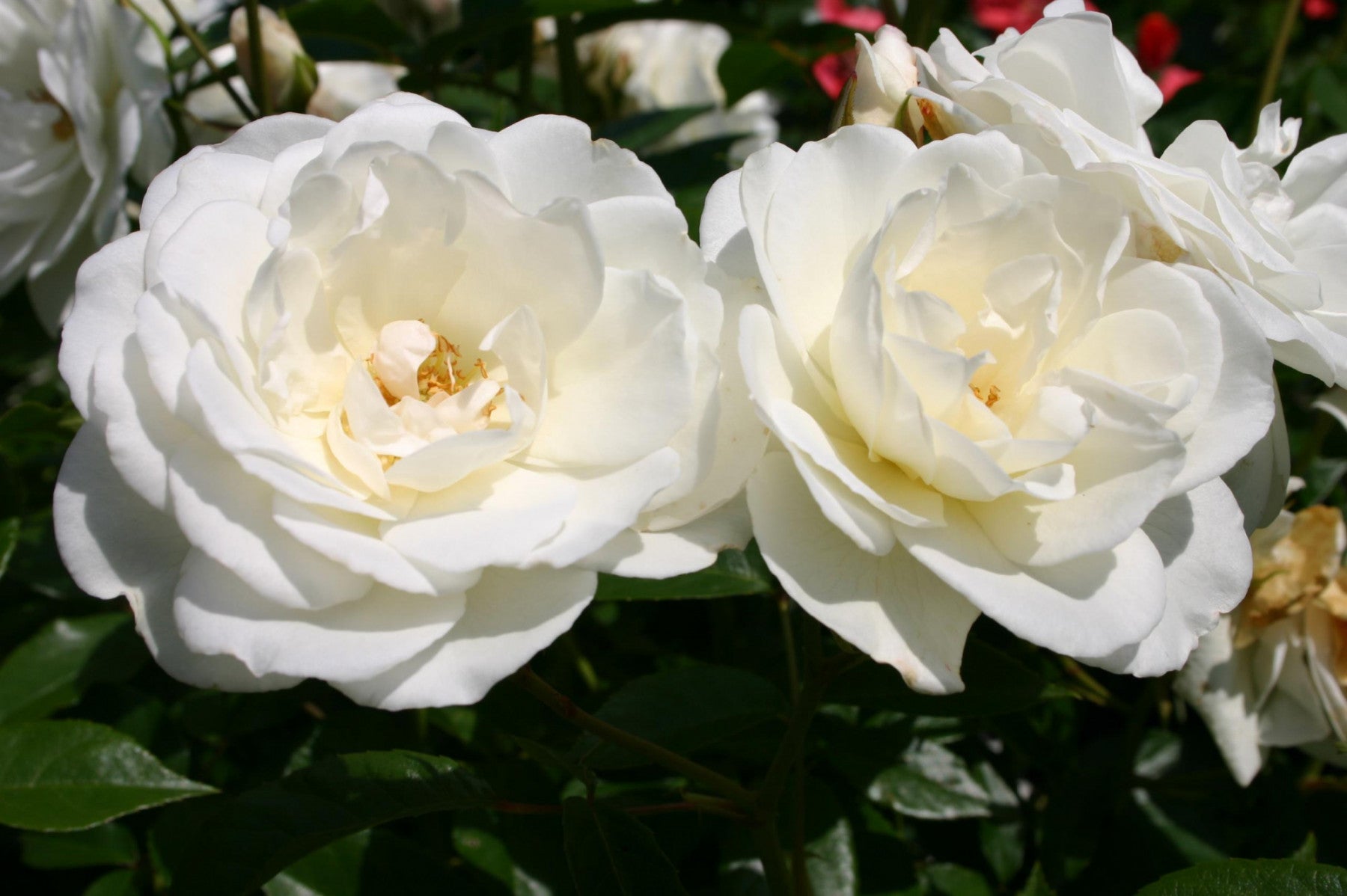 Rosa 'Schneewittchen' STR (Strauchrose 'Schneewittchen' -R-)