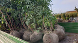 Sambucus nigra VkG 5; vorbereitet für Versand; essbare Früchte; Einsatzmöglichkeit z.B. : Vogelnährgehölz;;ab 3,85 Euro