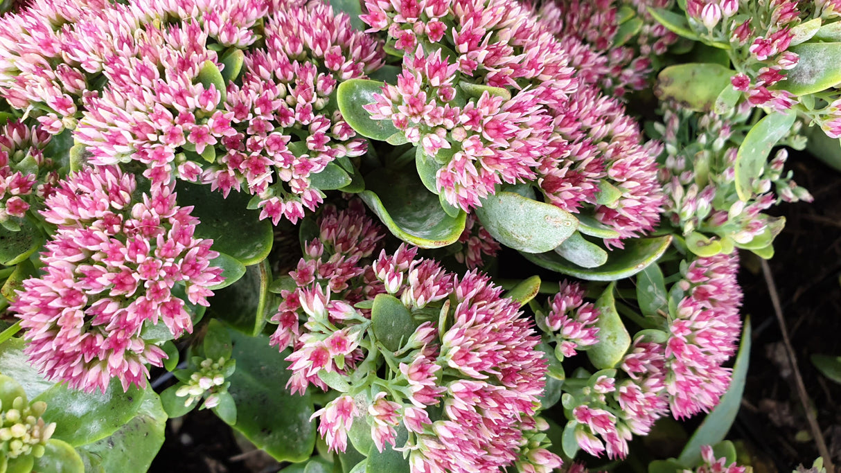 Großes Garten-Fettblatt; hier mit Blüte; lange Blütezeit; Einsatzmöglichkeit z.B. : Kübel;;hier kaufen