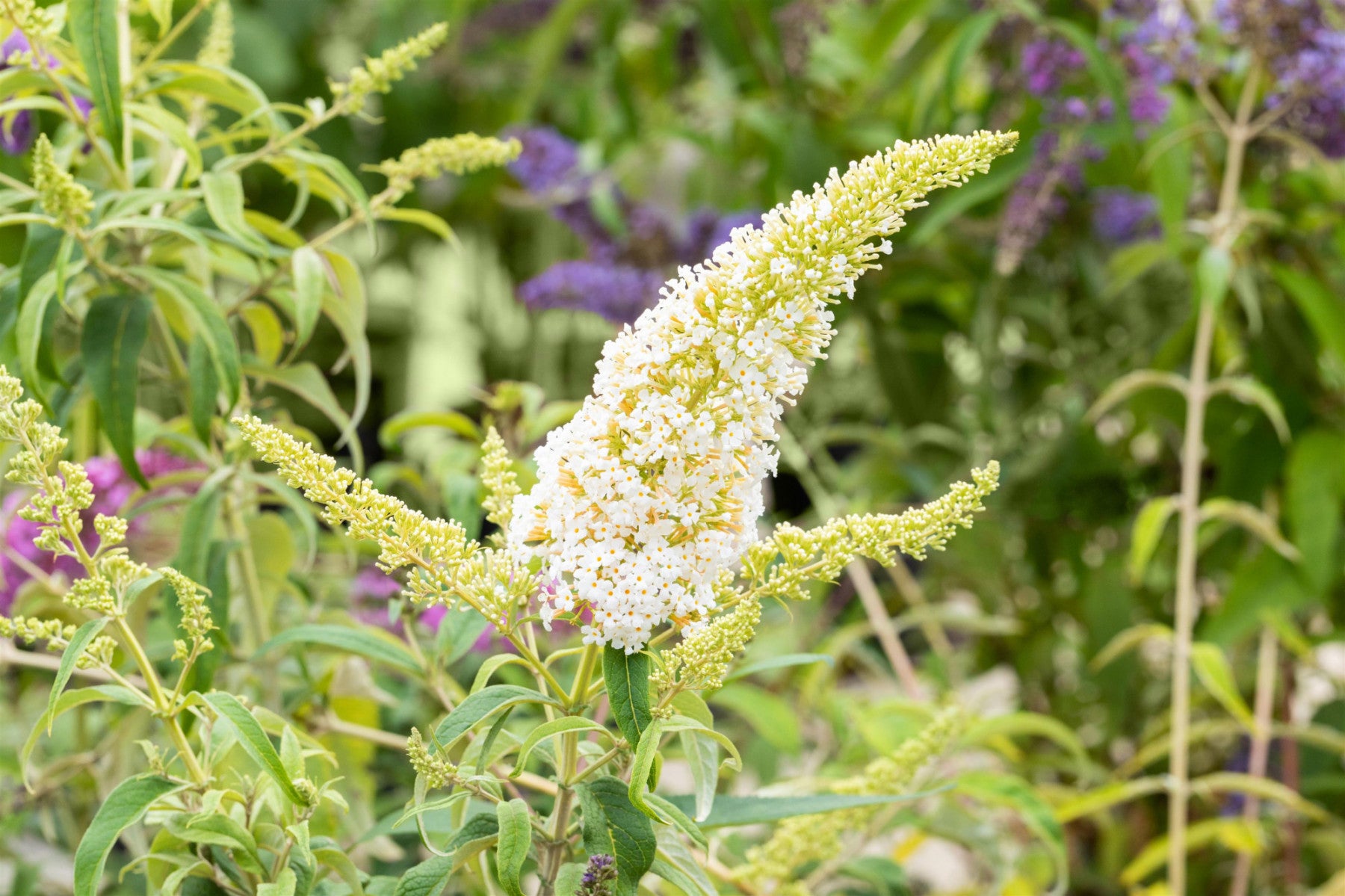 Buddleja 'Peace' (Sommerflieder 'Peace')
