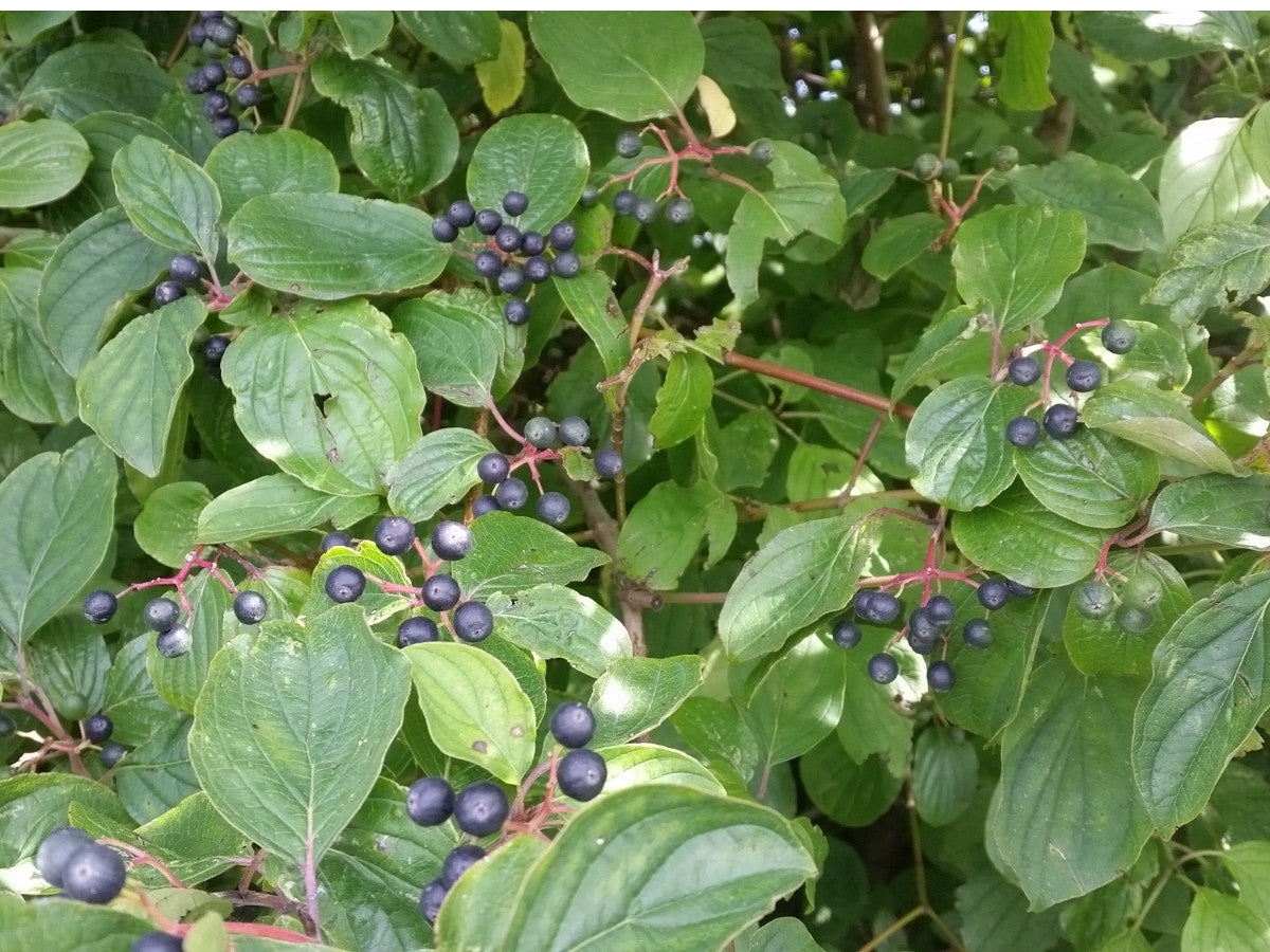 Cornus sanguinea VkG 4 (Roter Hartriegel)