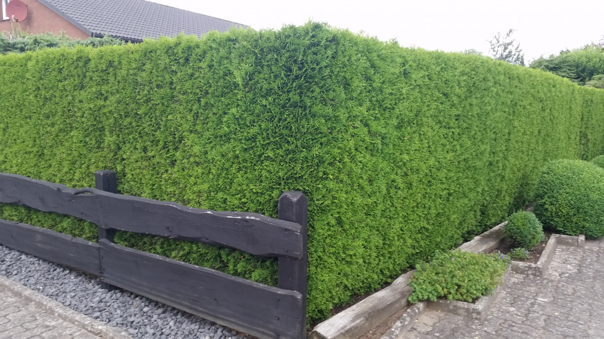 Thuja occidentalis 'Smaragd'; als Hecke; immergrün;;Pflanzen vom Profi