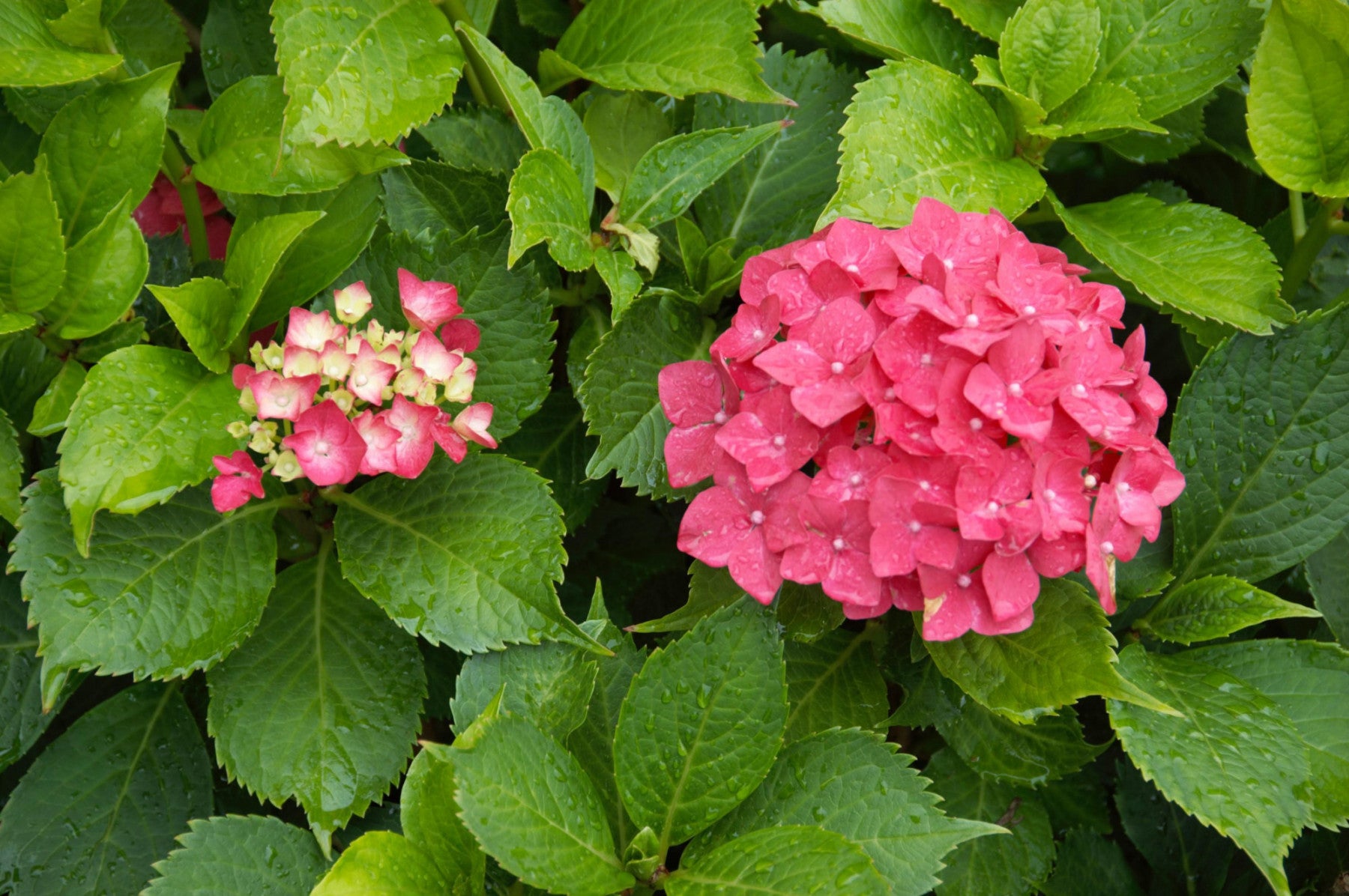 Hydrangea macrophylla 'Hamburg' (Bauernhortensie 'Hamburg')