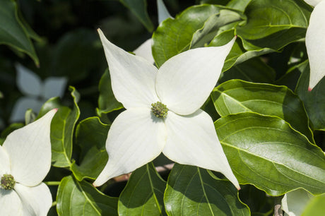 Jap. Blumen-Hartriegel 'Milky Way'; hier mit Blüte; winterhart; Einsatzmöglichkeit z.B. : Kübel; erhältlich von 60-80 bis 200-250 cm;;hier kaufen