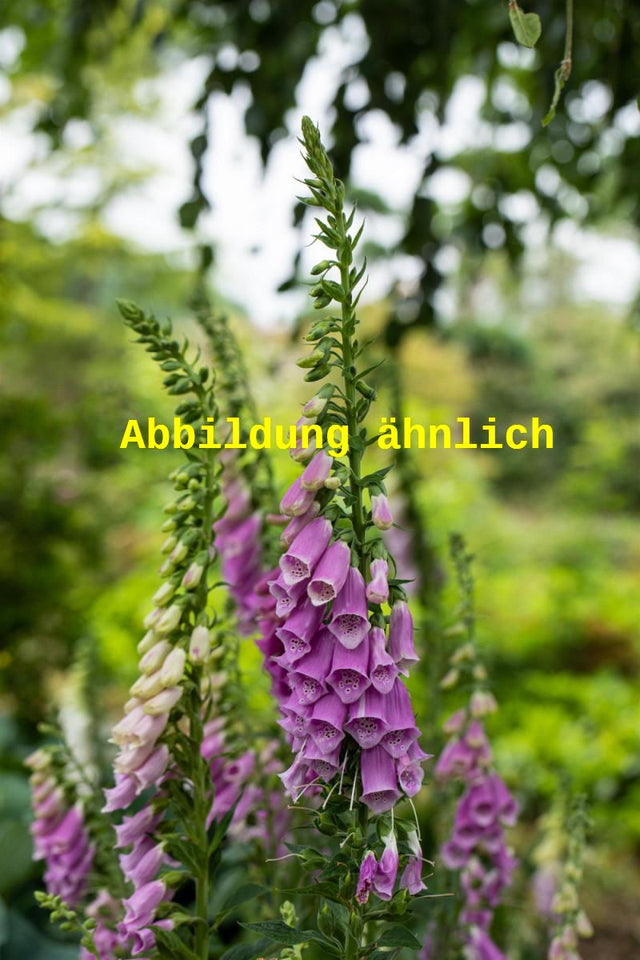Genaues Foto für Digitalis purpurea 'Foxy' folgt; dieses ähnliche Bild dient der Illustration von Garten-Fingerhut