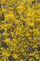 Forsythie 'Lynwood'; hier mit Blüte; robust; Einsatzmöglichkeit z.B. : Heckenpflanze; erhältlich von 40-60 bis 200-250 cm;;hier kaufen