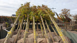 Acer campestre 'Elsrijk'; vorbereitet für Versand; attraktive Herbstfärbung; Einsatzmöglichkeit z.B. : Sichtschutz;;ab 410,00 Euro
