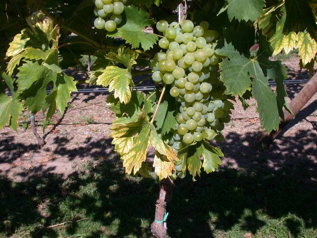 Vitis 'Fanny' (Tafeltraube 'Fanny' -S-)