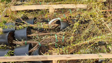Hänge-Sommerflieder; vorbereitet für Versand; schneller Wuchs; Einsatzmöglichkeit z.B. : Vogelnährgehölz; erhältlich von 60-100 bis 125-150 cm;;hier kaufen