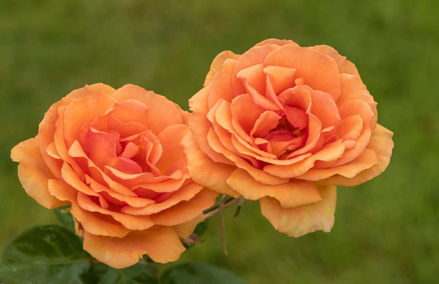 Rosa 'Ashram' TH (Edelrose 'Ashram' -R-)