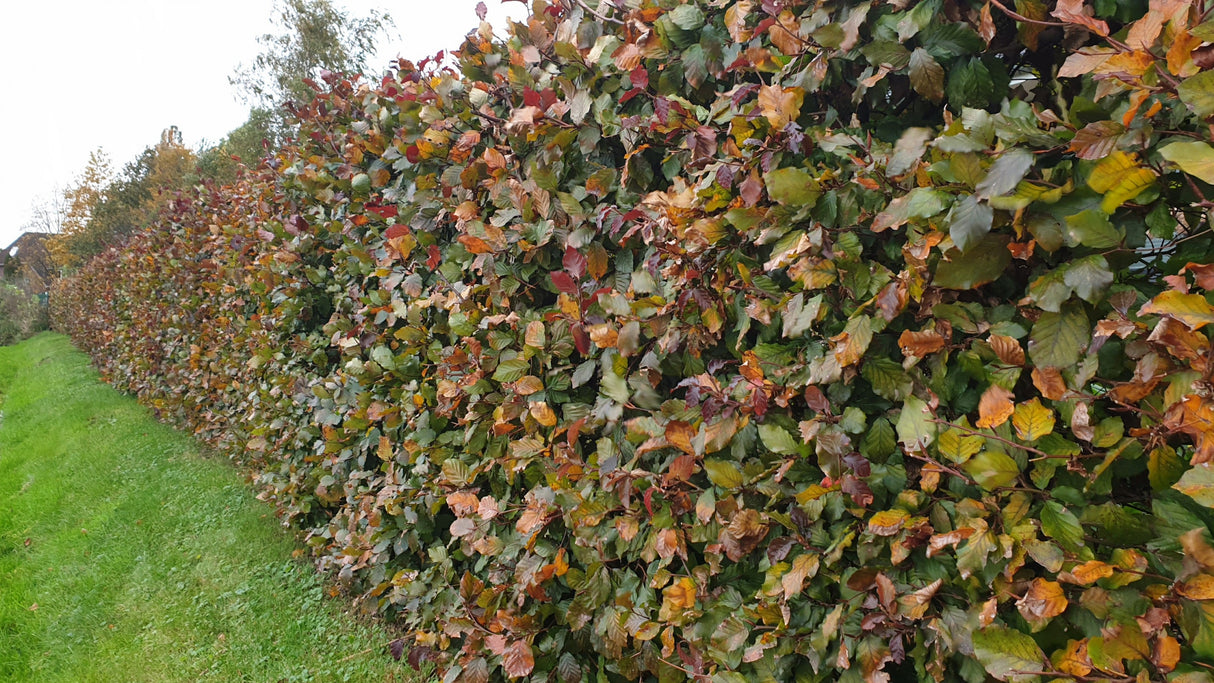 Fagus sylvatica; hier mit Herbstlaub; robust gegen Krankheiten; Einsatzmöglichkeit z.B. : Vogelschutzhecke;;ab 5,45 Euro