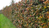 Fagus sylvatica; hier mit Herbstlaub; robust gegen Krankheiten; Einsatzmöglichkeit z.B. : Vogelschutzhecke;;ab 5,45 Euro