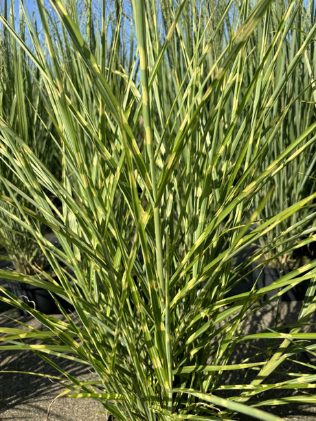 Steifer Garten-Zebraschilf; winterhart;;hier kaufen