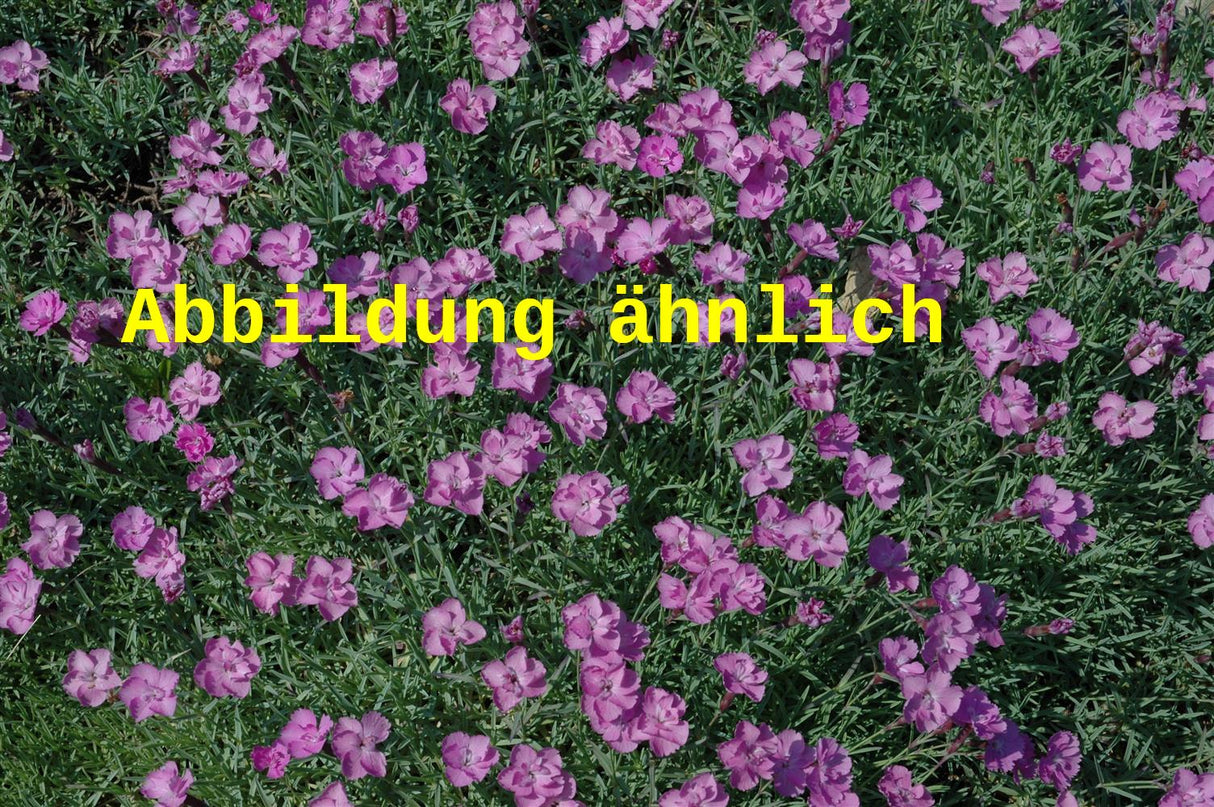 Genaues Foto für Dianthus gratianop. 'Eydangeri' folgt; dieses ähnliche Bild dient der Illustration von Garten-Pfingst-Nelke