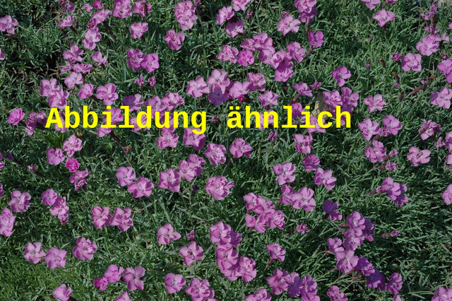 Genaues Foto für Dianthus gratianop. 'Eydangeri' folgt; dieses ähnliche Bild dient der Illustration von Garten-Pfingst-Nelke