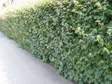 Echter Ahorn; als Hecke; nahrungsquelle für Vögel; erhältlich mit Stammumfang von ab 5 bis 6- cm;;günstig mit Qualität
