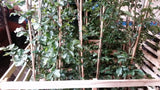 Fagus sylvatica VkG 6; vorbereitet für Versand; ökologisch wertvoll; Einsatzmöglichkeit z.B. : Forstwirtschaft;;ab 2,02 Euro
