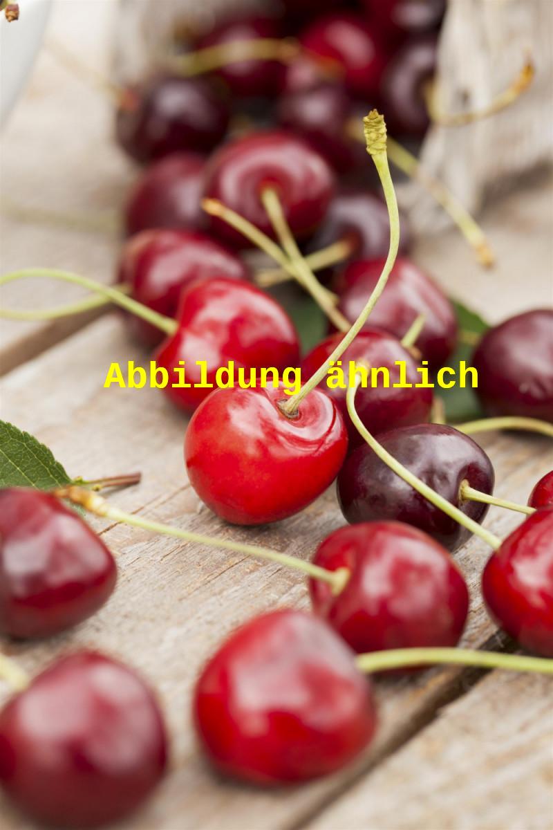 Genaues Foto für Prunus av. 'Kasandra' folgt; dieses ähnliche Bild dient der Illustration von Süßkirsche 'Kasandra'