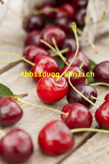 Genaues Foto für Prunus av. 'Kasandra' folgt; dieses ähnliche Bild dient der Illustration von Süßkirsche 'Kasandra'