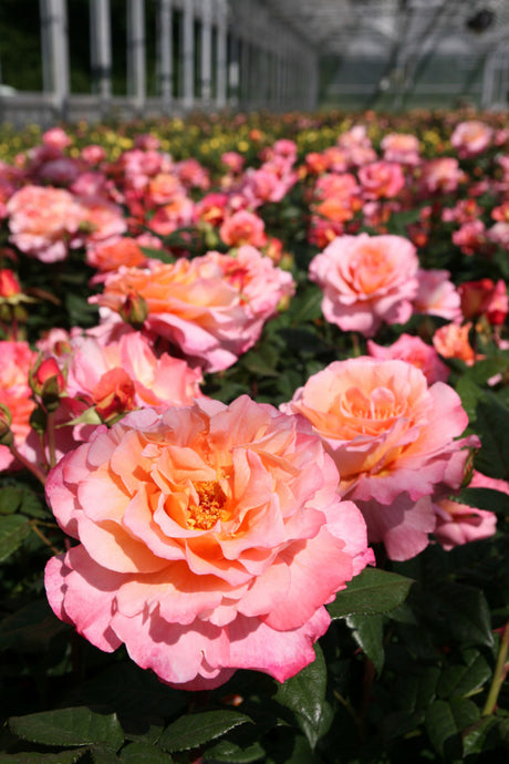 Edelrose 'Augusta Luise'; hier mit Blüte; duftend; Einsatzmöglichkeit z.B. : Beet; erhältlich als: Stämmchen;;hier kaufen