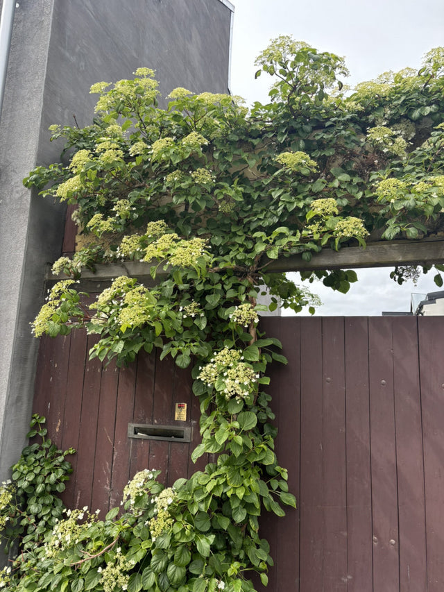 Je nach Variante (siehe Beschreibung) werden entsprechende Pflanzen geliefert, jahreszeitbedingt sehen Pflanzen unterschiedlich aus.