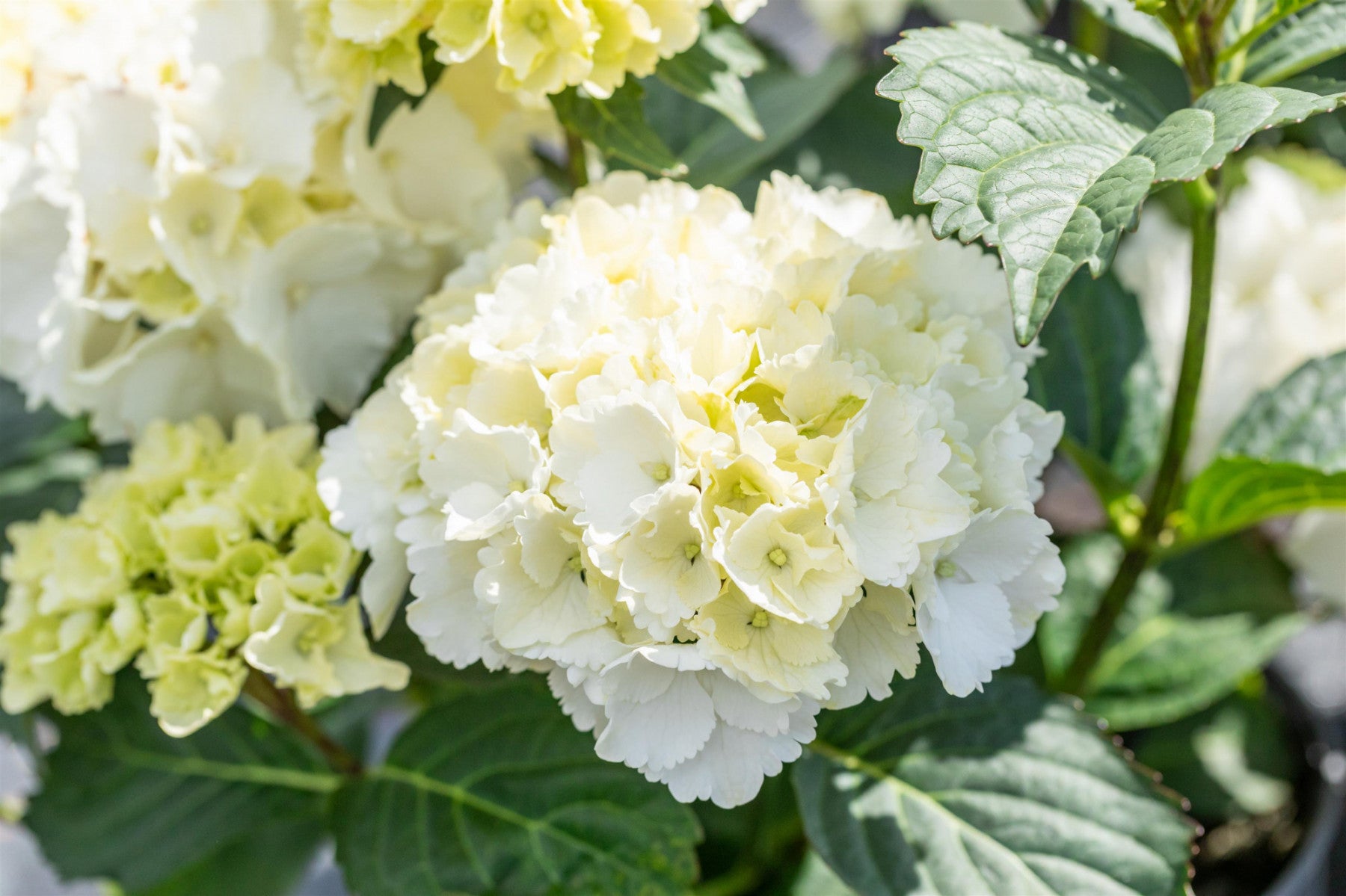 Hydrangea macrophylla 'Lanarth White' (Bauernhortensie 'Lanarth White')