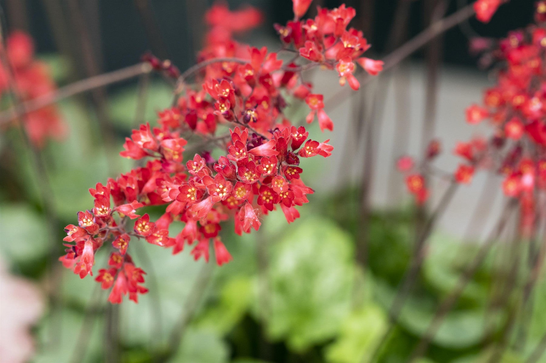 Heuchera sanguinea 'Leuchtkäfer' (Garten-Purpurglöckchen)