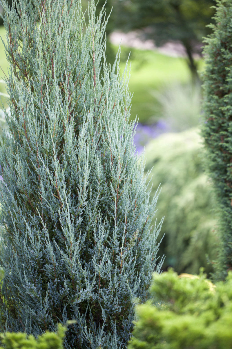 Juniperus scopulorum 'Blue Arrow' (Wacholder 'Blue Arrow')