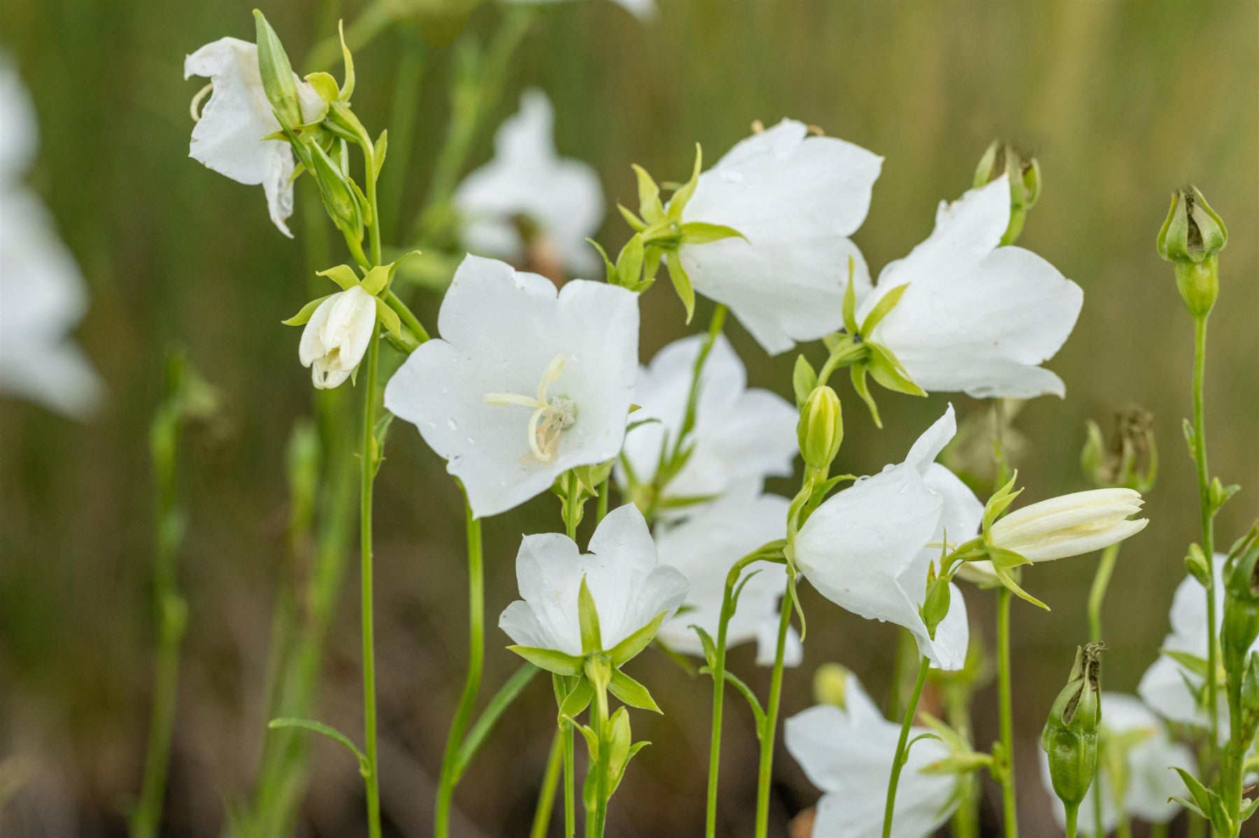 Campanula persicif. 'Grandiflora Alba' (Pfirsichblättrige Garten-Glockenblume)