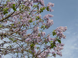 Prinzessinnenbaum; hier mit Blüte; hoher Holzgewinn; Einsatzmöglichkeit z.B. : Windschutz;;mit zeitnaher Lieferung