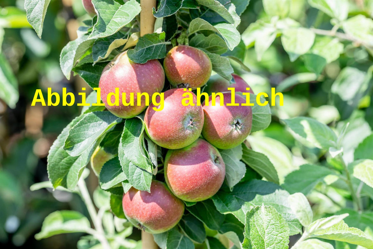 Genaues Foto für Malus 'Gerlinde' folgt; dieses ähnliche Bild dient der Illustration von Apfel 'Gerlinde' mittel