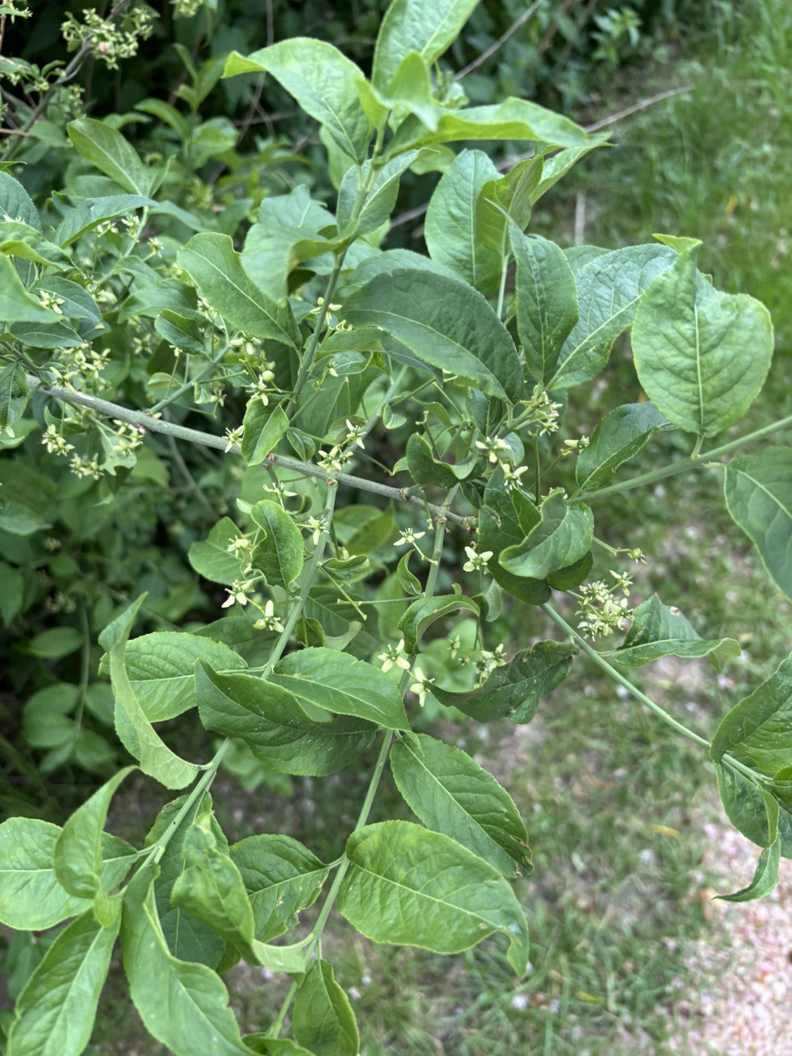 Pfaffenhütchen; hier mit Blüte; pflegeleicht; Einsatzmöglichkeit z.B. : Hecke; erhältlich von 40-60 bis 200-250 cm;;hier kaufen