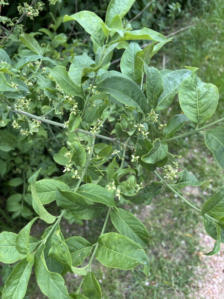 Pfaffenhütchen; hier mit Blüte; pflegeleicht; Einsatzmöglichkeit z.B. : Hecke; erhältlich von 40-70 bis 200-250 cm;;hier kaufen